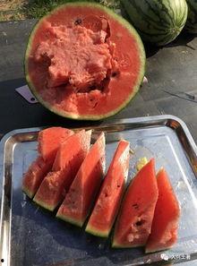 吃瓜四大网红,揭秘吃瓜四大网红的传奇故事  第2张